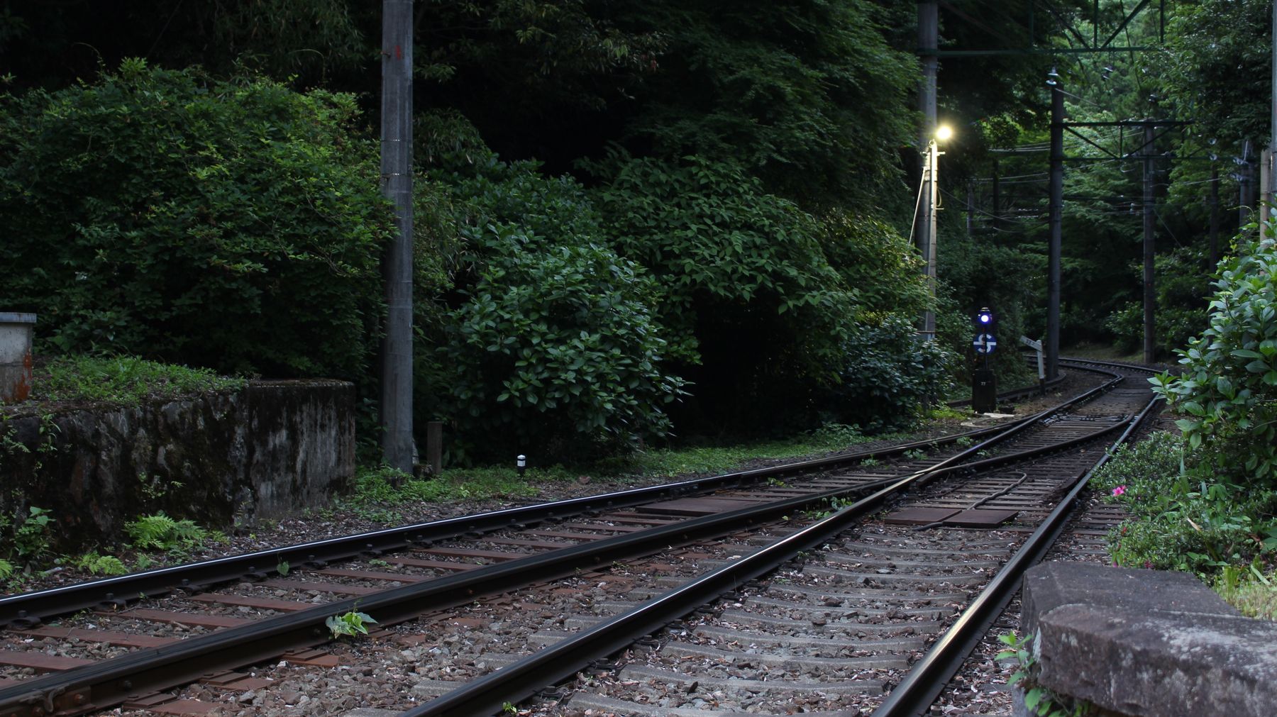 Railway tracks passing through a tranquil green forest in Japan