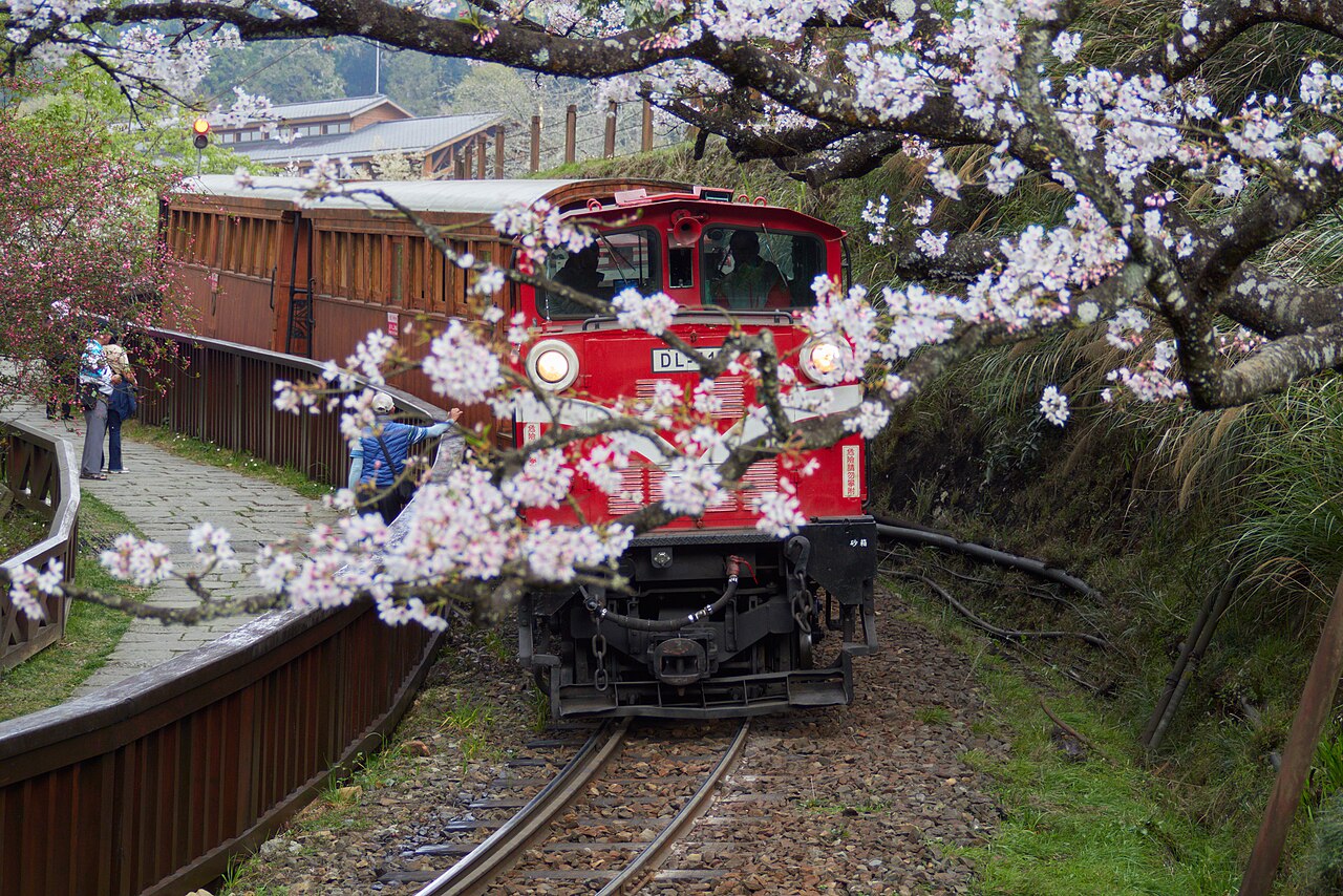 Red Alishan Forest Railway locomotive and wooden carriages framed by flowering trees